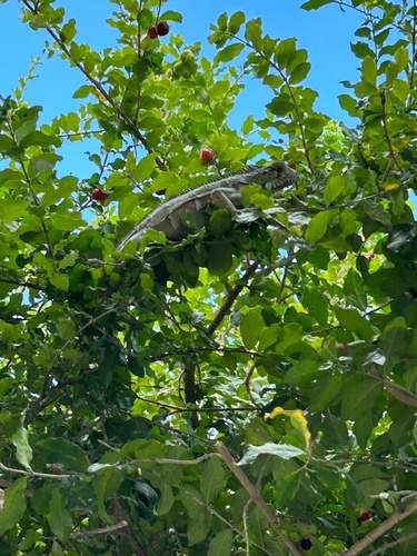 Green Iguana