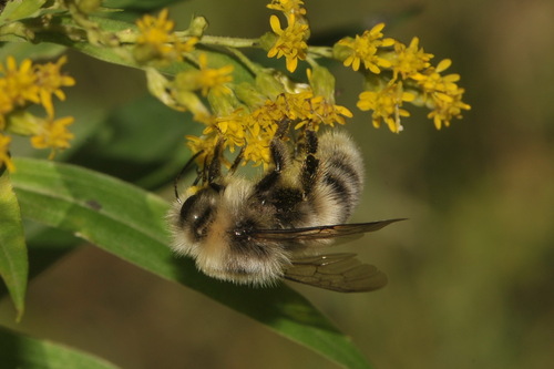 White-tailed Bumble Bee