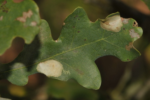 Oak Carl