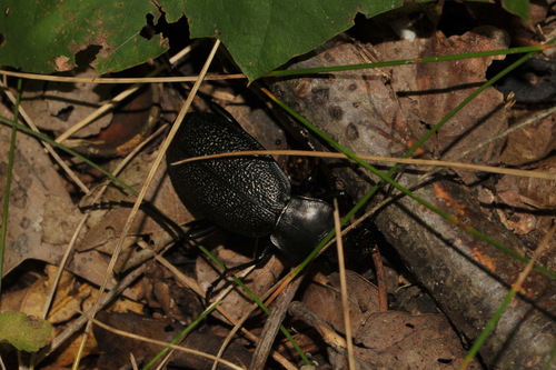 Leather Beetle