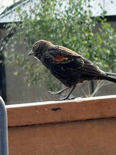 Red-winged Blackbird
