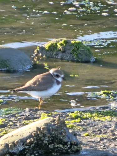 Semipalmated Plover