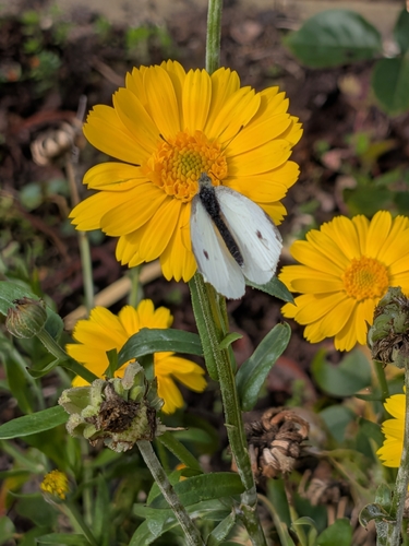 Small White