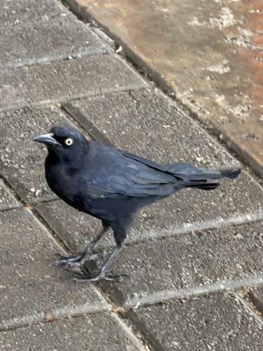 Greater Antillean Grackle