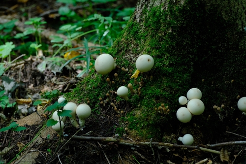 Pear-shaped Puffball