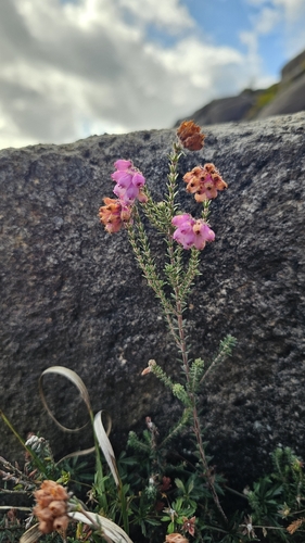 Cross-leaved Heath