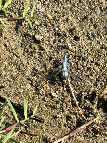 Southern Skimmer