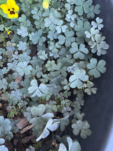 Creeping Woodsorrel