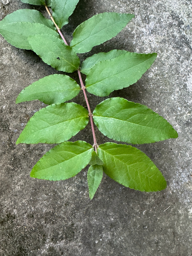 Deutzia crenata