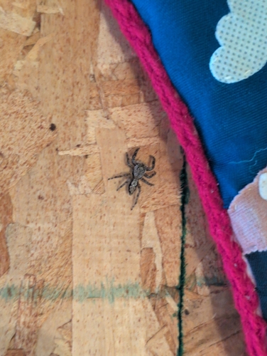 Tan Jumping Spider