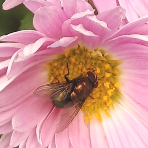 Greenbottle Flies