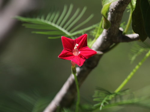 Cypress Vine