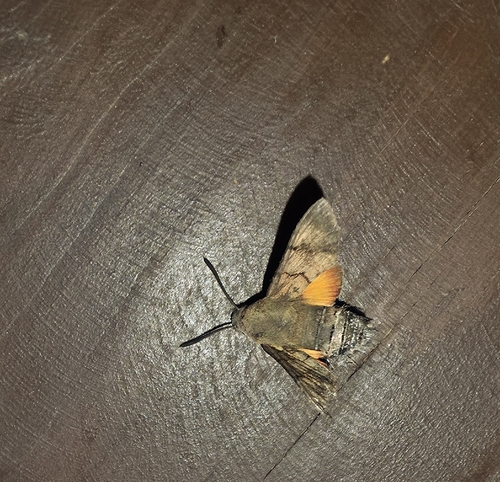 Eurasian Hummingbird Hawkmoth