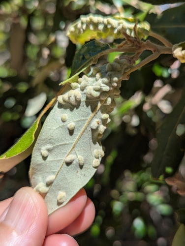 Dryomyia lichtensteinii