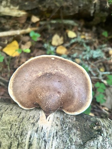 birch polypore
