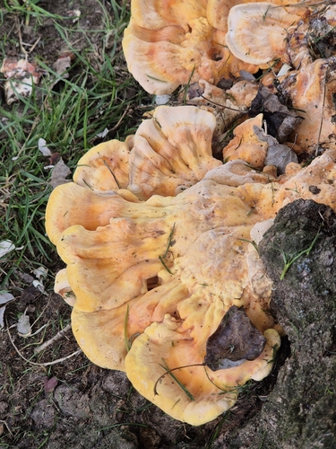 chicken of the woods
