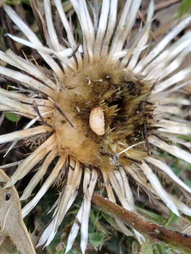 Larinus pollinis