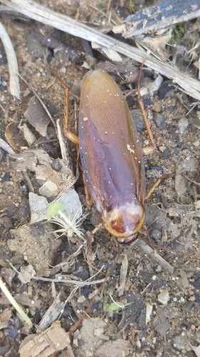 American Cockroach