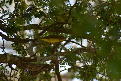 Wilson's Warbler