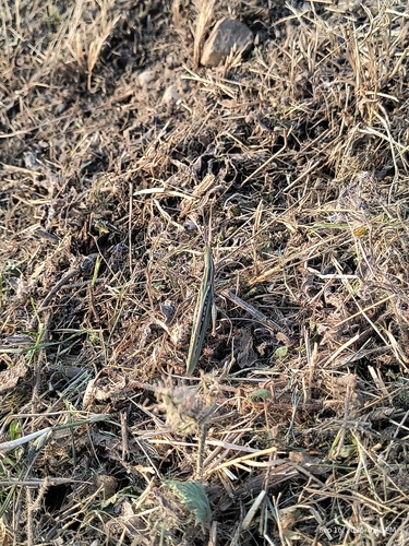Mediterranean Slant-faced Grasshopper