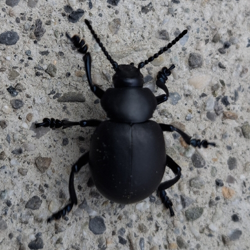 Bloody-nosed Beetle
