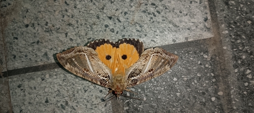 Dot-underwing Moth