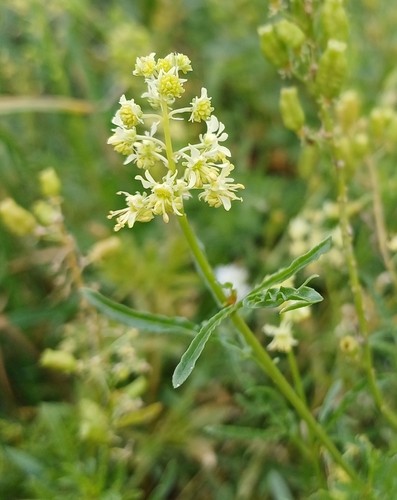 Wild Mignonette