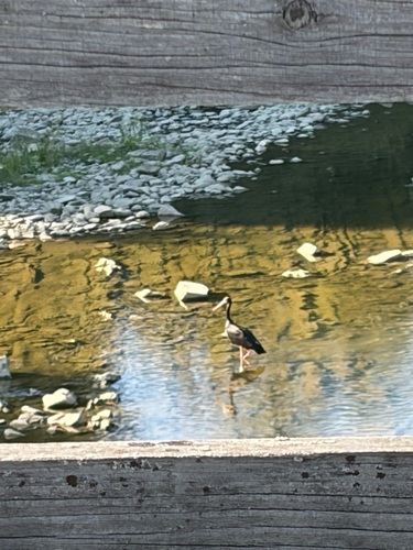 Black Stork