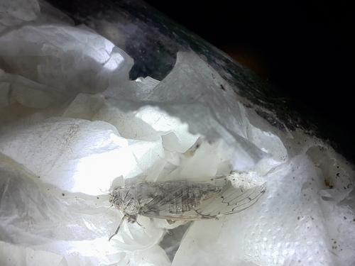 Caribbean Lichen Cicada