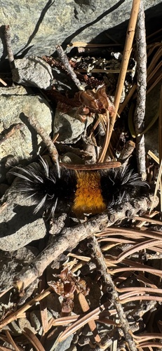 Spotted Tussock Moth