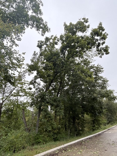 shagbark hickory