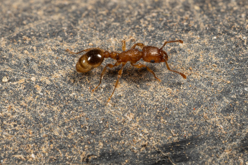 Bicolored Pennant Ant