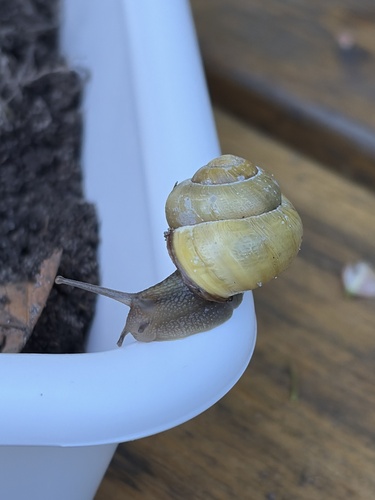 Brown-lipped Snail