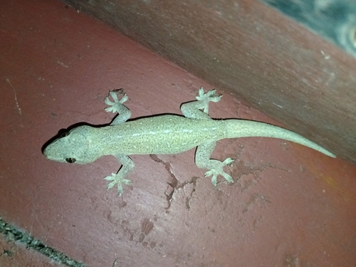 Asian House Gecko