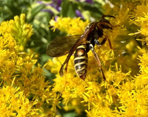 Northern Paper Wasp