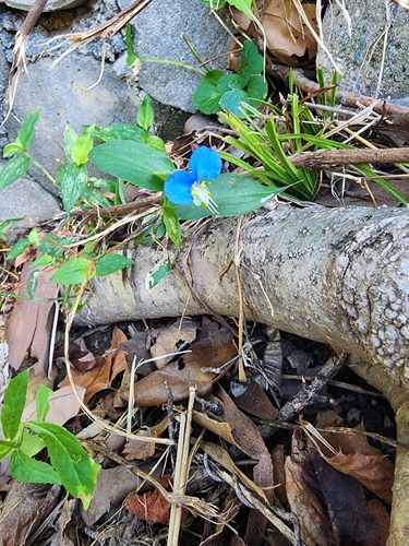 Asiatic dayflower
