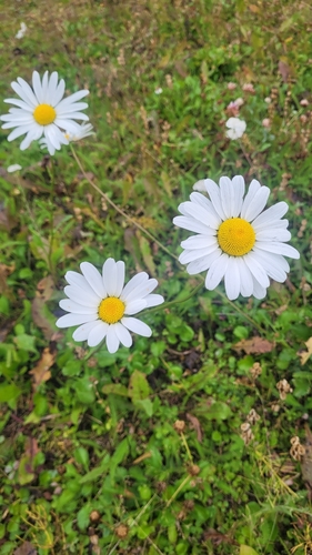 oxeye daisy