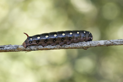 Bedstraw Hawkmoth