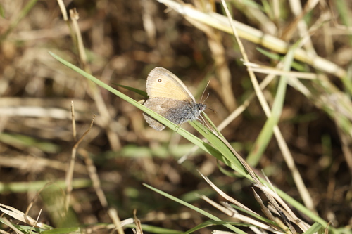 Small Heath