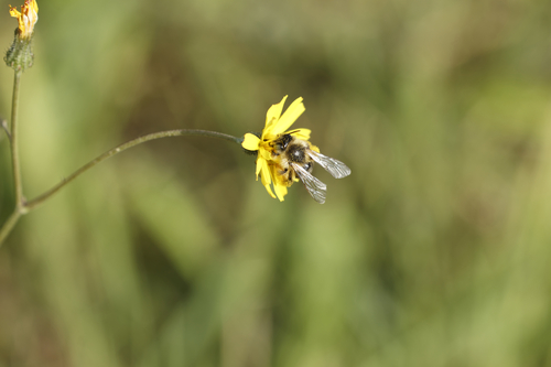 Dasypoda morawitzi