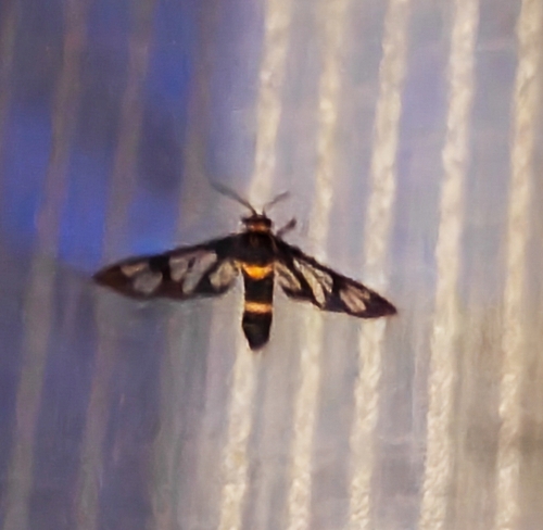 Handmaiden moth