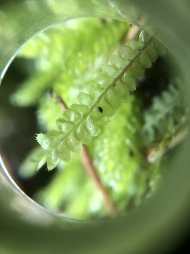 Plagiochila sciophila
