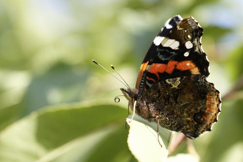 Red Admiral