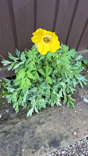 Welsh Poppy