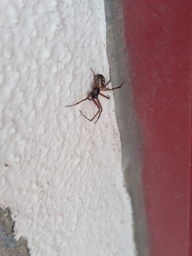 Noble False Widow