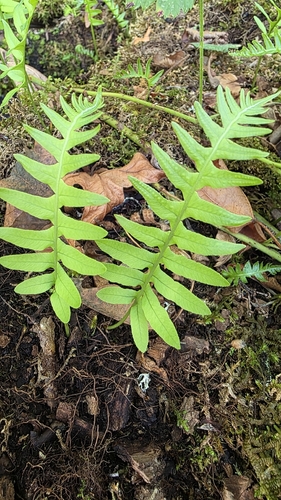 licorice fern
