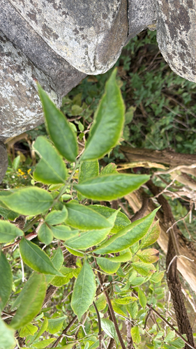 European black elderberry