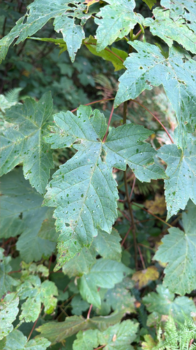 sycamore maple