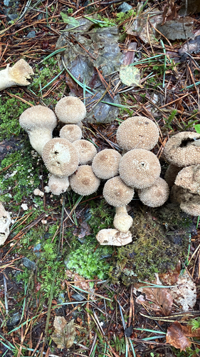 common puffball