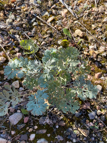 absinthe wormwood